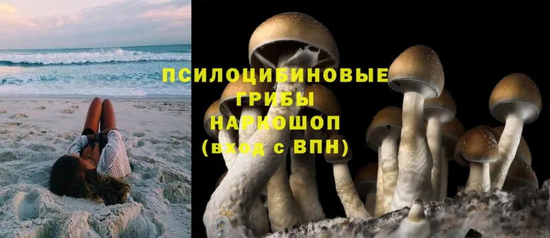 как найти   Красноуральск  KRAKEN вход  Галлюциногенные грибы Magic Shrooms 